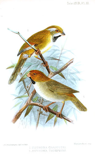 Short-tailed parrotbill